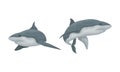 Shark as Elasmobranch Fish with Pectoral Fins and Cartilaginous Skeleton Vector Set