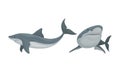 Shark as Elasmobranch Fish with Pectoral Fins and Cartilaginous Skeleton Vector Set Royalty Free Stock Photo