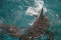 Shark attack Royalty Free Stock Photo