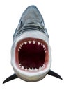Shark attack Royalty Free Stock Photo