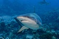 Shark attack underwater