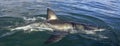 Shark back and dorsal fin above water. Fin of great white shark, .