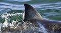 Shark back and dorsal fin above water.   Fin of great white shark, Carcharodon carcharias,  South Africa, Atlantic Ocean Royalty Free Stock Photo