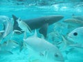 Shark in belize central america