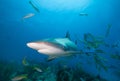Shark in the blue sea water. Royalty Free Stock Photo