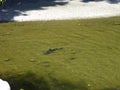 Shark bull breeding in the serene river