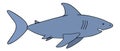 Shark. Color vector illustration. Large predatory marine fish. An underwater monster with a toothy jaw. Isolated background. Royalty Free Stock Photo