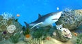 Shark among coral reefs