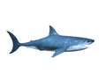 Shark Royalty Free Stock Photo