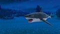 Shark Royalty Free Stock Photo