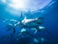 Shark in deep blue ocean. Underwater world Royalty Free Stock Photo