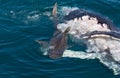 Shark eating whale Royalty Free Stock Photo