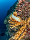 Shark egg in yellow gorgonian, Eunicella cavolini. Procida, Mediterranean Sea Royalty Free Stock Photo