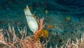 Shark egg in yellow gorgonian, Eunicella cavolini. Procida, Mediterranean Sea Royalty Free Stock Photo