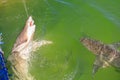 Shark feeding Australia