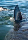 Shark fin above water. closeup Fin of a Great White Shark (Carcharodon carcharias) in ocean water. Royalty Free Stock Photo