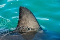 Shark fin above water. Closeup Fin of a Great White Shark Royalty Free Stock Photo