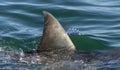 Shark fin above water. Closeup Fin of a Great White Shark Carcharodon carcharias, swimming at surface,  South Africa, Atlantic Royalty Free Stock Photo