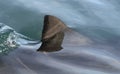 Shark fin above water. Closeup Fin of a Great White Shark Carcharodon carcharias, swimming at surface,  South Africa, Atlantic Royalty Free Stock Photo