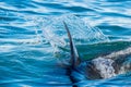 Shark fin above water. Royalty Free Stock Photo