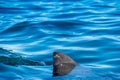 Shark fin above water.