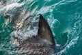 Shark fin above water. Royalty Free Stock Photo