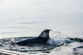 Shark fin above water Royalty Free Stock Photo