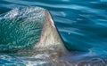 Shark fin Royalty Free Stock Photo