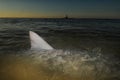 Shark fin above water in ocean with kayak Royalty Free Stock Photo