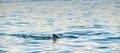 Shark fin on the surface of the ocean. Great White Shark swimming in the ocean. False Bay, South Africa, Atlantic Ocean Royalty Free Stock Photo