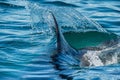 Shark fin in the water. Royalty Free Stock Photo