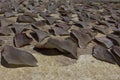 Shark Fins Royalty Free Stock Photo