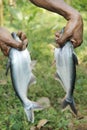 Shark fish blurred background