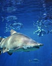 Shark fish, bull shark, marine fish underwater