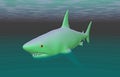 Shark fish swims Royalty Free Stock Photo