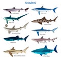 Shark fish vector set in flat style design. Different kind of sharks species icons collection. Royalty Free Stock Photo