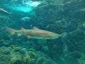 Shark In Georgia Aquarium Royalty Free Stock Photo