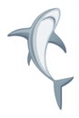 Shark giant apex predator cartoon animal design flat vector illustration isolated on white background Royalty Free Stock Photo