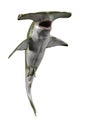 shark hammerhead in white background