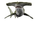 Shark hammerhead in white background