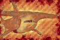 Shark hammerhead in color