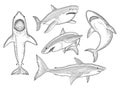 Shark hand drawn. Water creature flowing big monster fish with mouth vector sketch collection