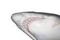 Shark head close up Royalty Free Stock Photo