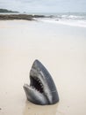 Shark Head Mount on beach for photo. model of shark jaw putting on beach sand. Royalty Free Stock Photo