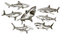 Vector ink hand drawn shark icon set