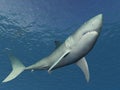 Shark Illustration Royalty Free Stock Photo