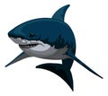 Shark, illustration Royalty Free Stock Photo