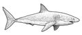 Great white shark illustration, drawing, engraving, ink, line art, vector Royalty Free Stock Photo