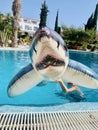 Shark inflatable in swimming pool in boys hand Royalty Free Stock Photo
