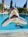 Shark inflatable in swimming pool in boys hand Royalty Free Stock Photo